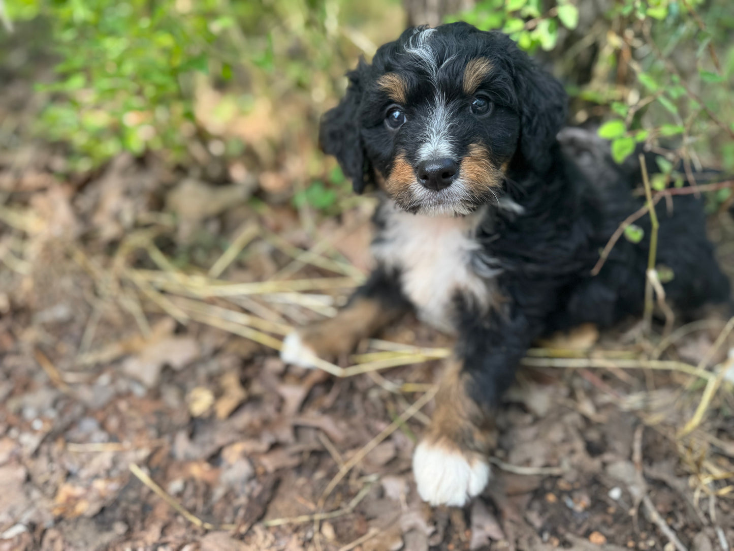 F1 mini Bernedoodle (male) “Ryan Bingham"