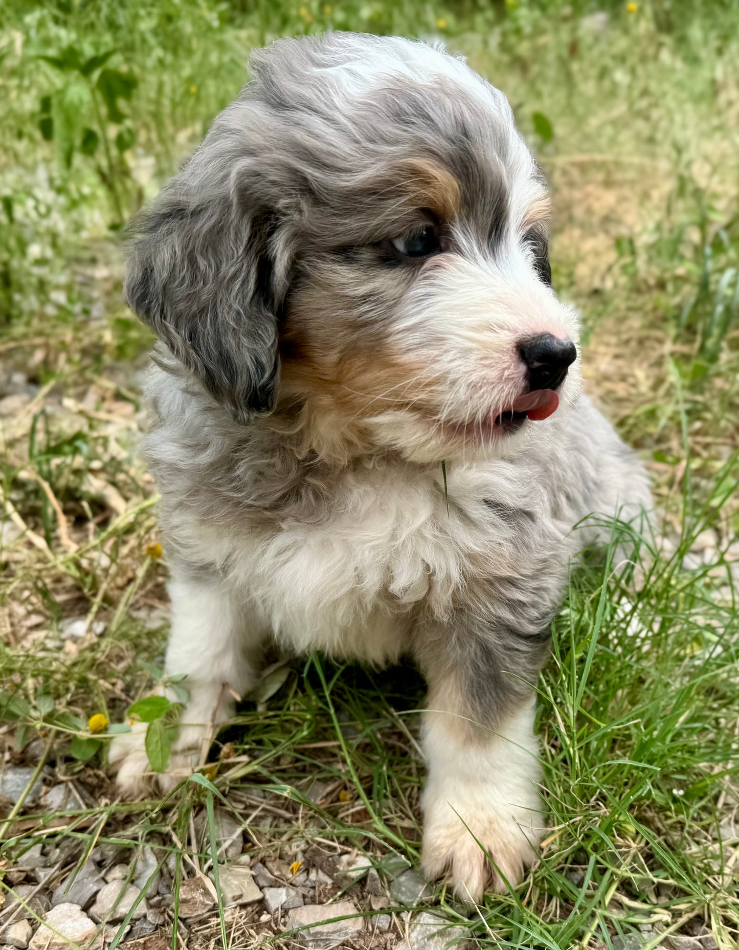 F1 Standard Bernedoodle (male) "Tigger"