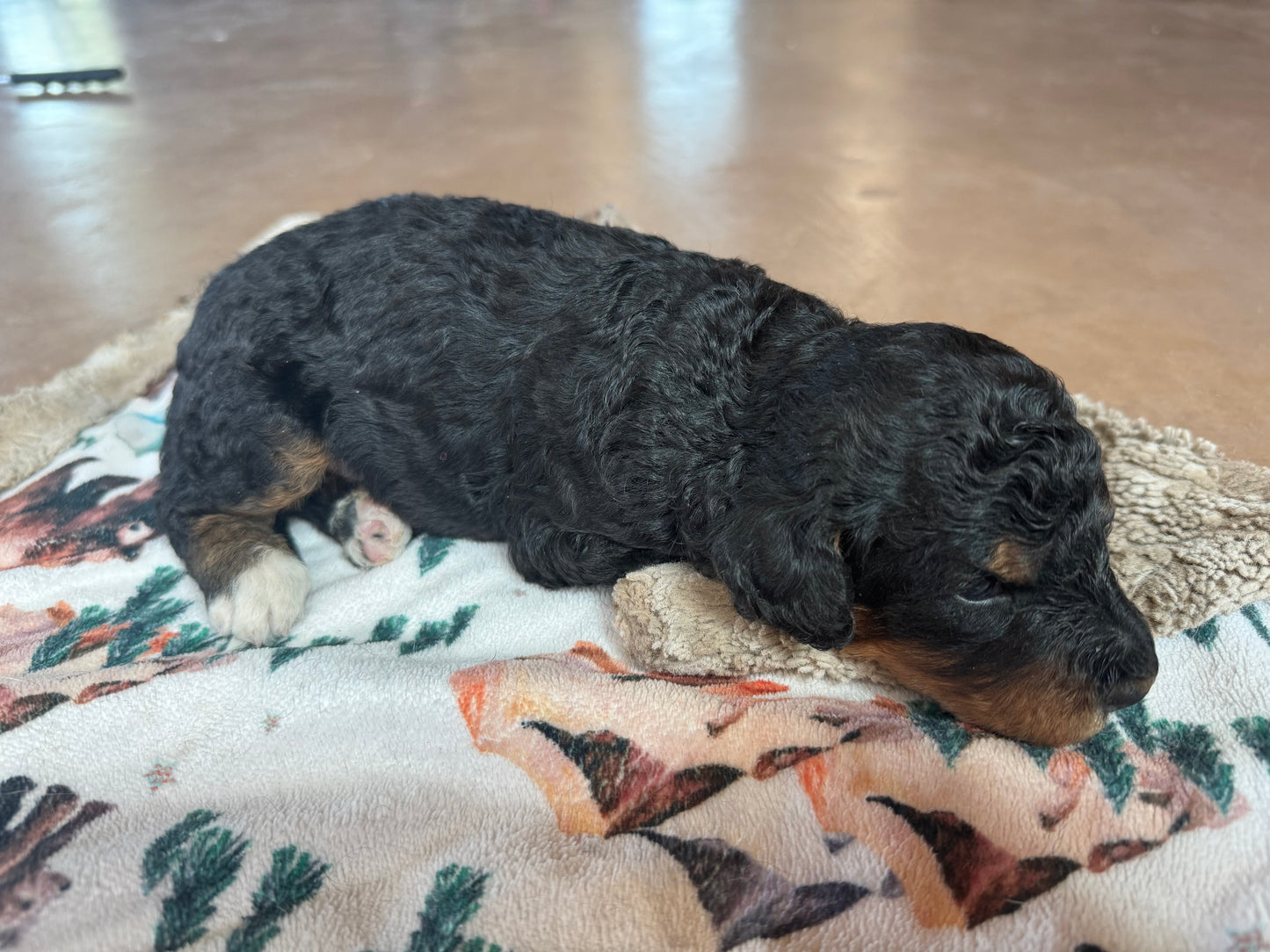 F1B Mini Bernedoodle (male) "Gravy”