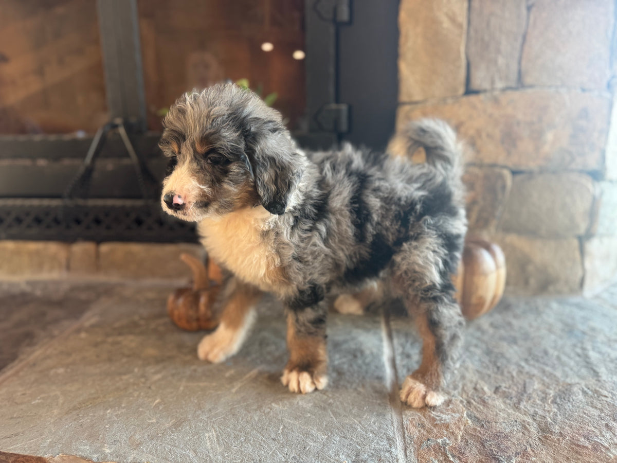 F1 Standard Bernedoodle (male) “Captain Von Trapp”