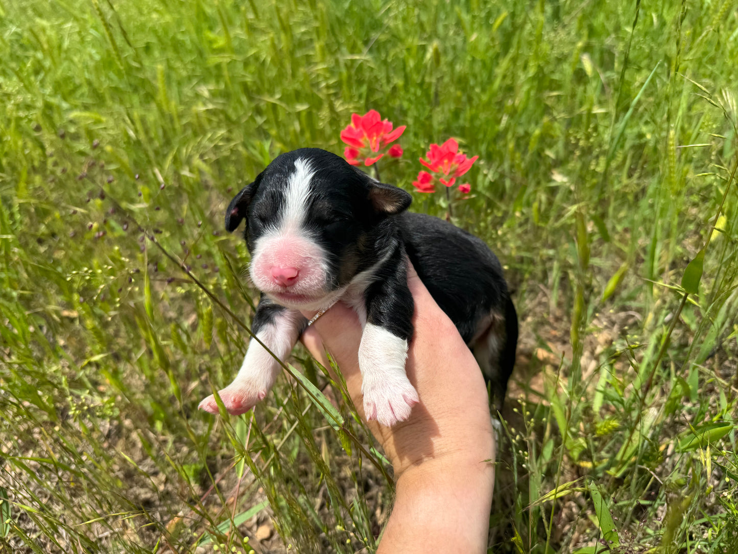 F1 Standard Bernedoodle (male) "black cat"