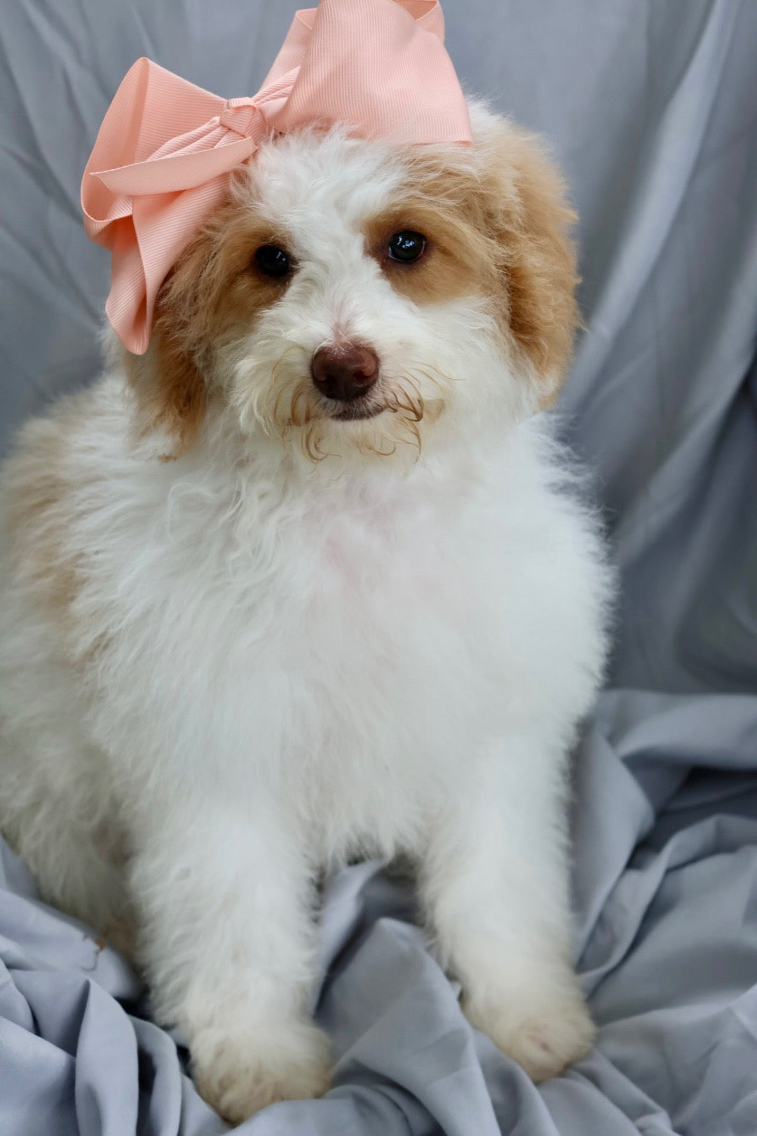 F1B Mini Bernedoodle (female) "Debbie”
