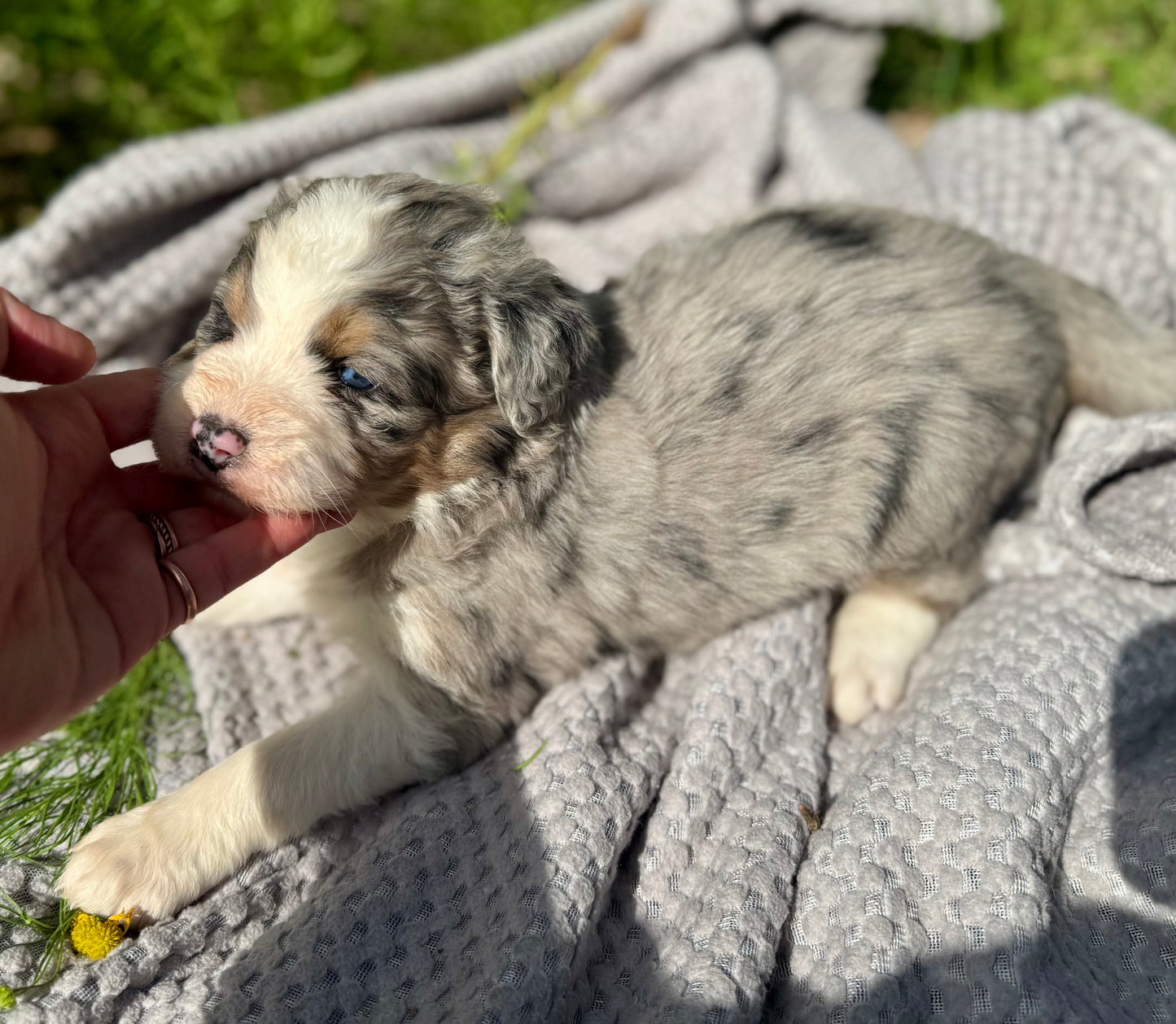F1 Standard Bernedoodle (female) "Pooh Bear"