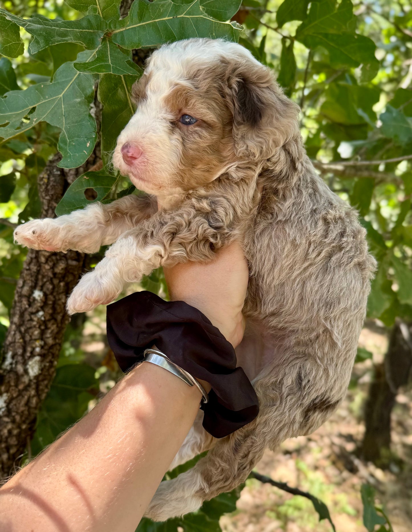 F1bb Micro/Mini Bernedoodle (female) "Peanut butter Blast"
