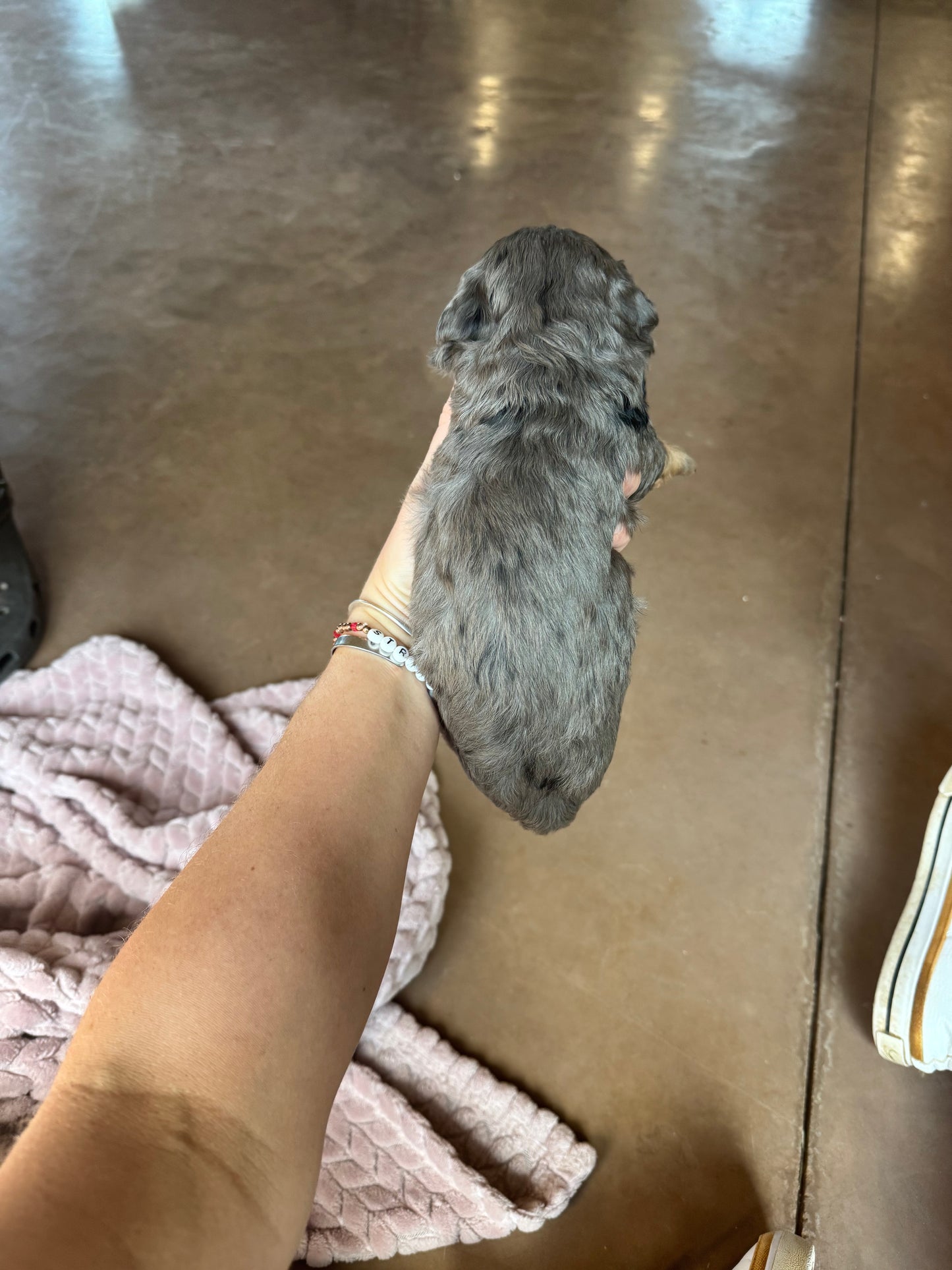 F1B Mini Bernedoodle (female) "Pumpkin pie ”