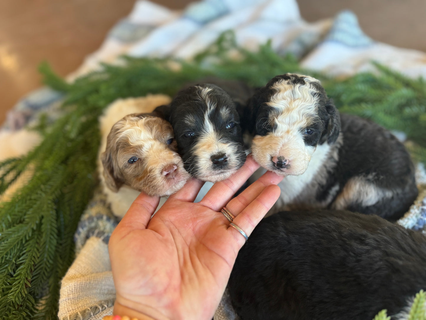 F1B Mini/Medium Bernedoodle (male) "Jerry”