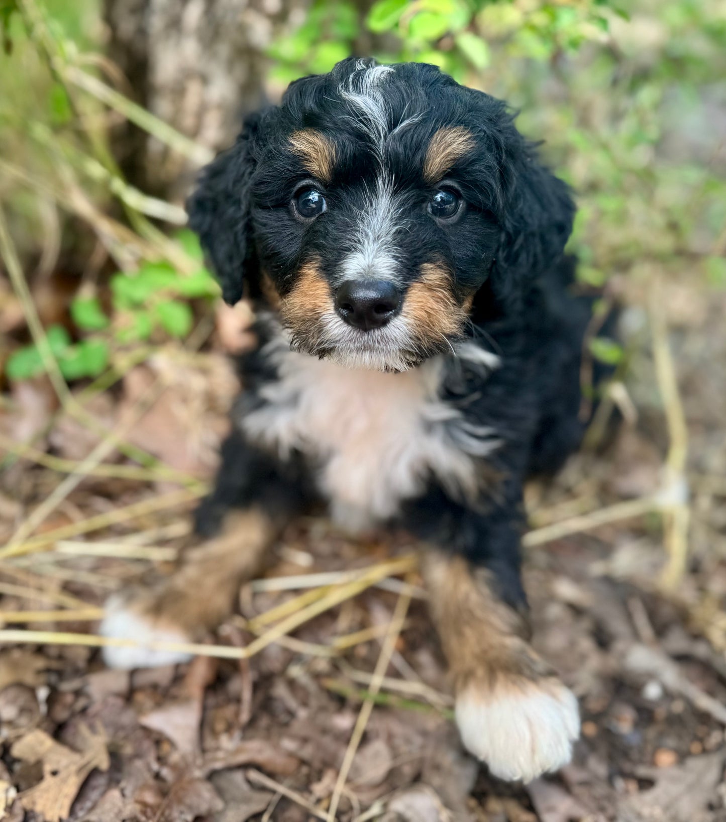 F1 mini Bernedoodle (male) “Ryan Bingham"