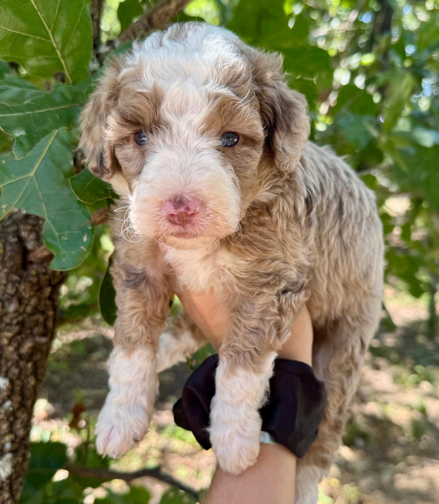 F1bb Micro/Mini Bernedoodle (female) "Peanut butter Blast"