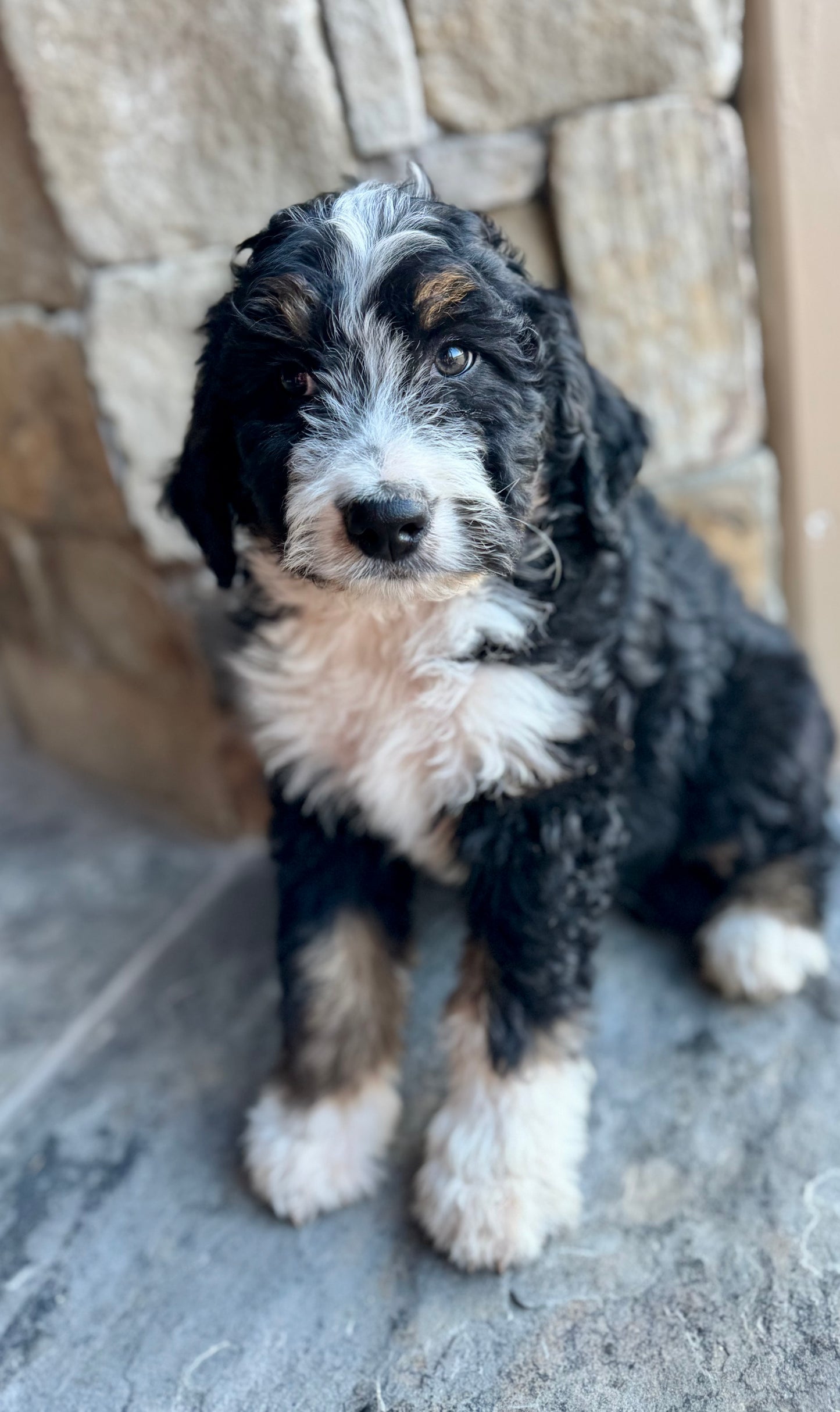 F1 Standard Bernedoodle (male) “Club”