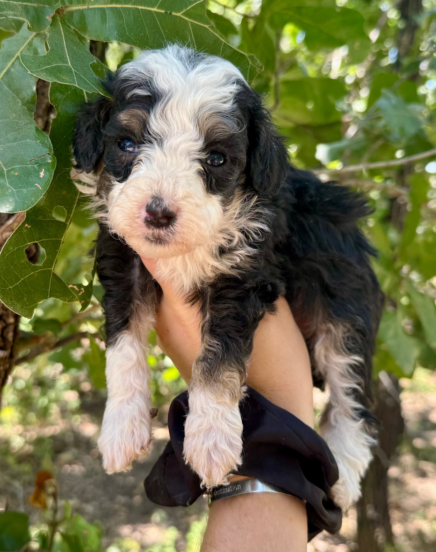 F1bb Micro/Mini Bernedoodle (male) "Oreo Blast"