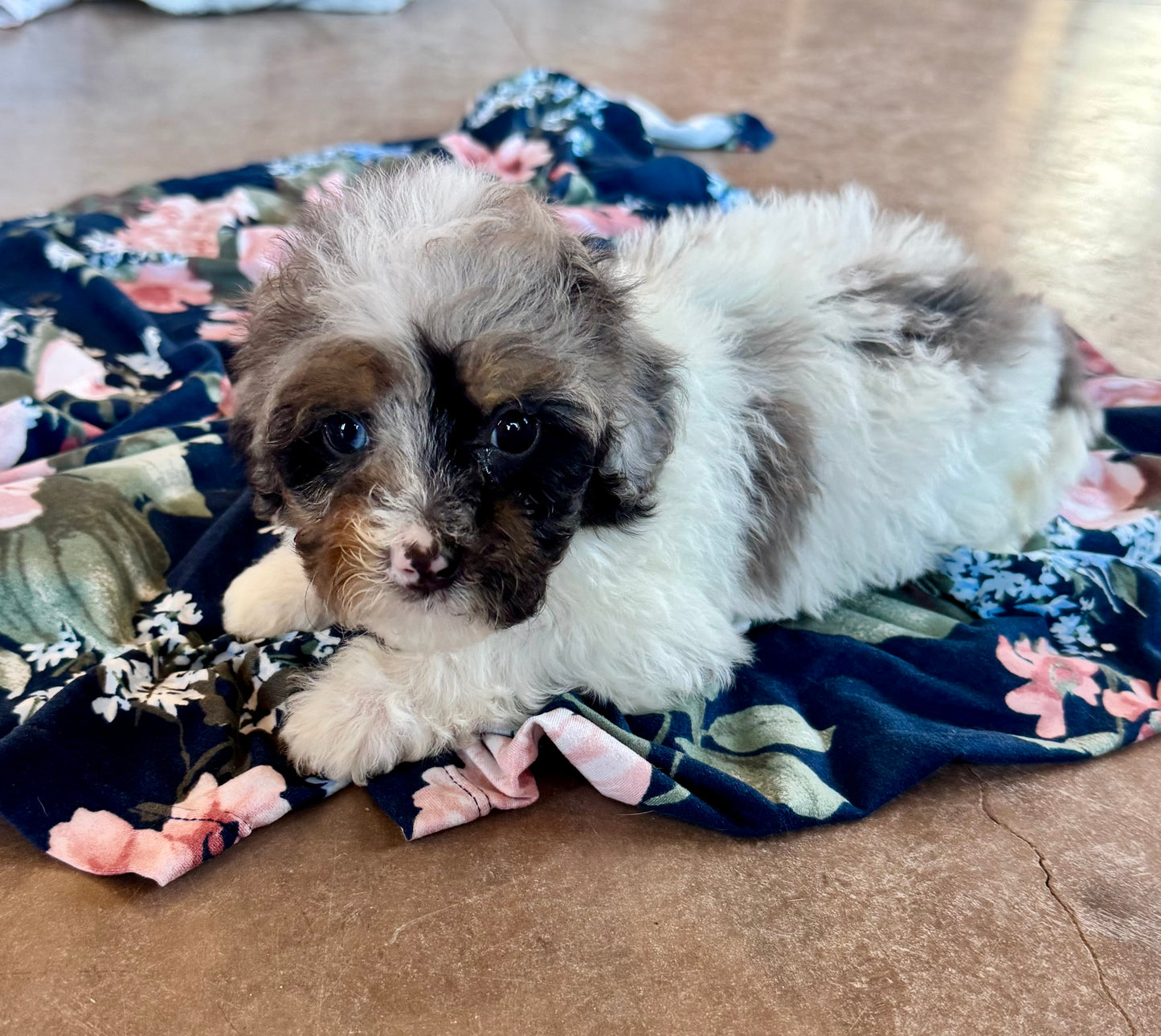 F1BB Micro/Mini Bernedoodle (female) "Flower”