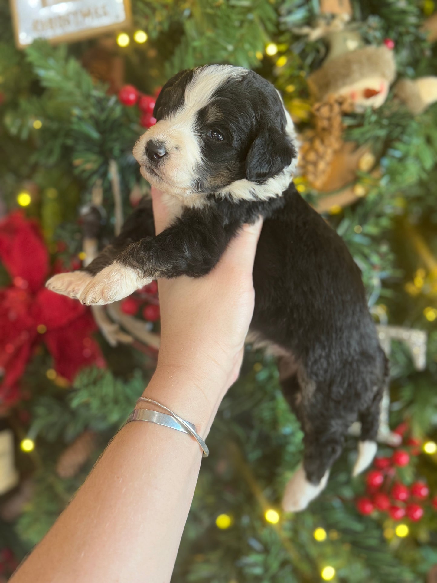 F1 Standard Bernedoodle (female) "Minnie”