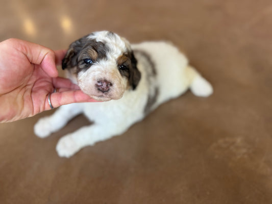 F1B Mini Bernedoodle (male) "Hopper”
