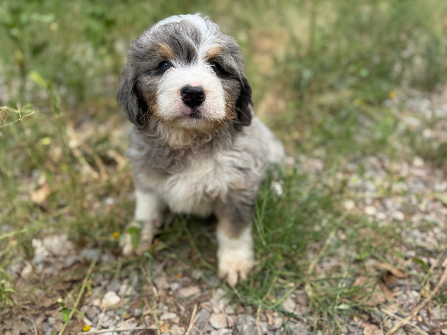 F1 Standard Bernedoodle (male) "Tigger"