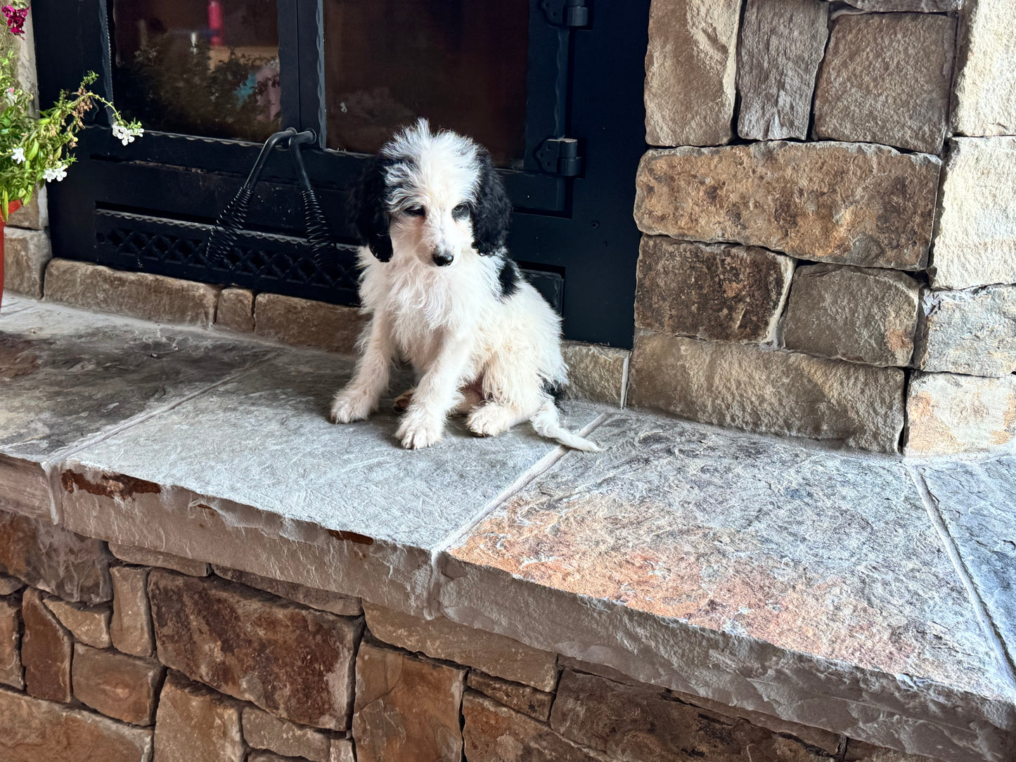 F1B Mini/ Medium Bernedoodle (female) “Diet Pepsi”