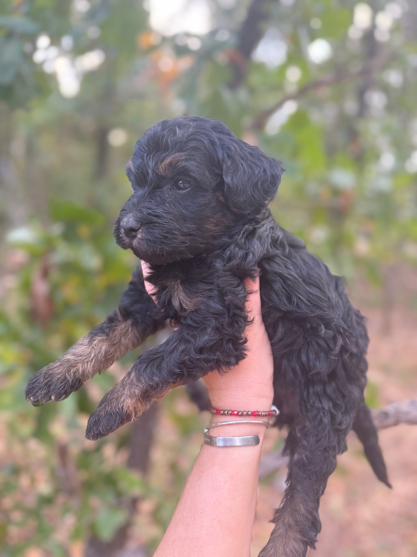 F1B Mini Bernedoodle (female) "Cranberry”