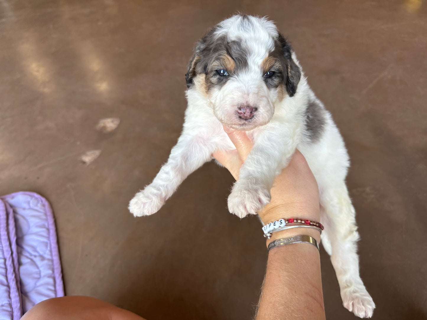 F1B Mini Bernedoodle (male) "Hopper”