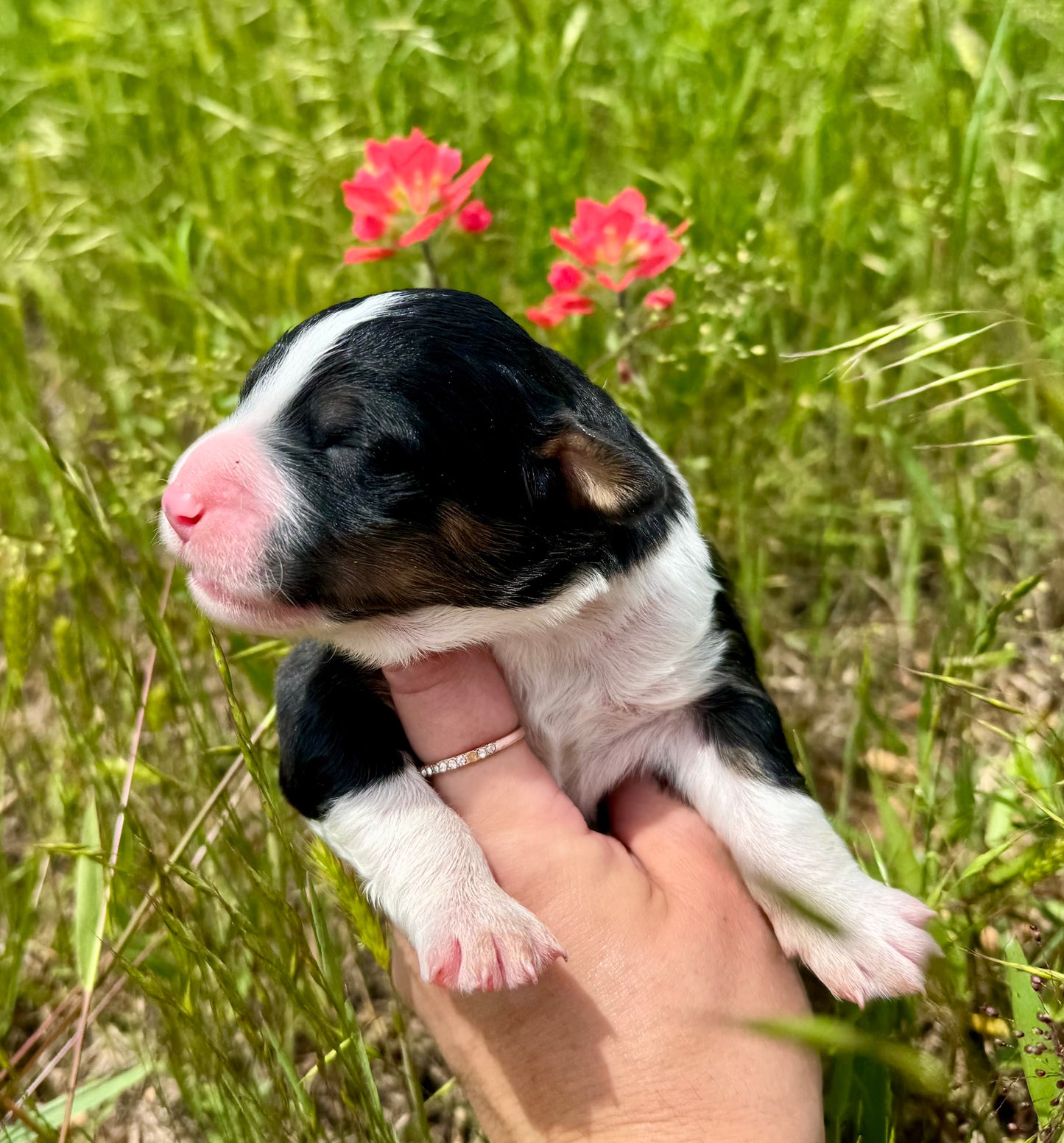 F1 Standard Bernedoodle (male) "black cat"