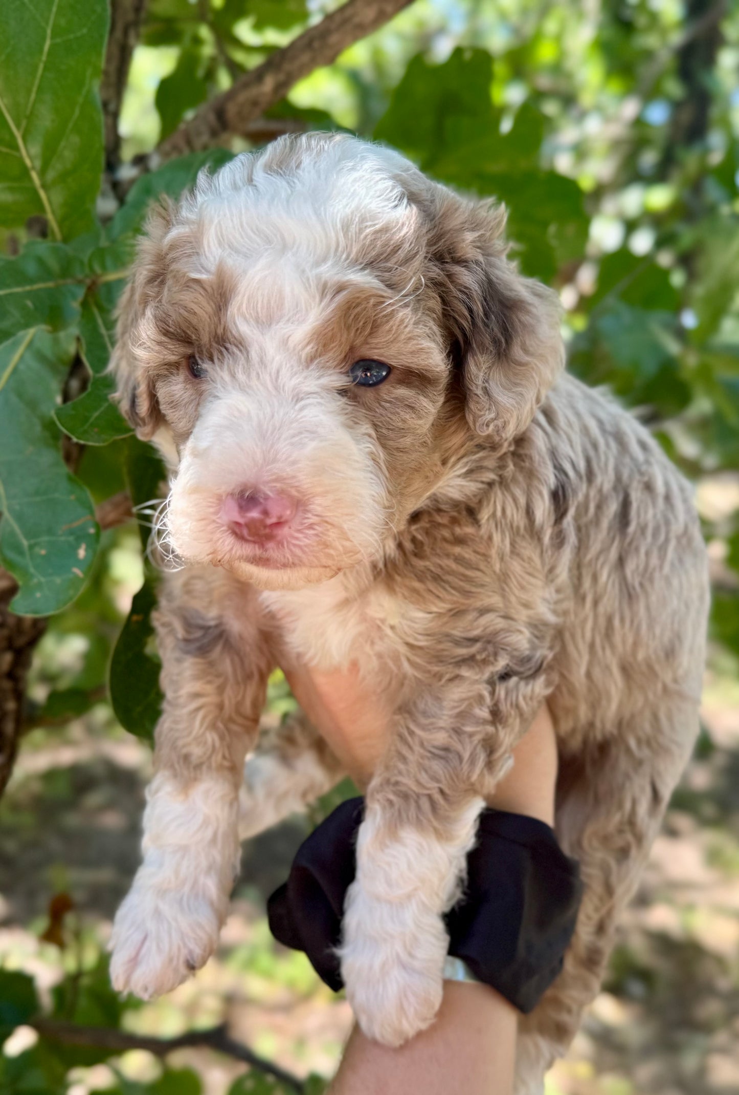 F1bb Micro/Mini Bernedoodle (female) "Peanut butter Blast"