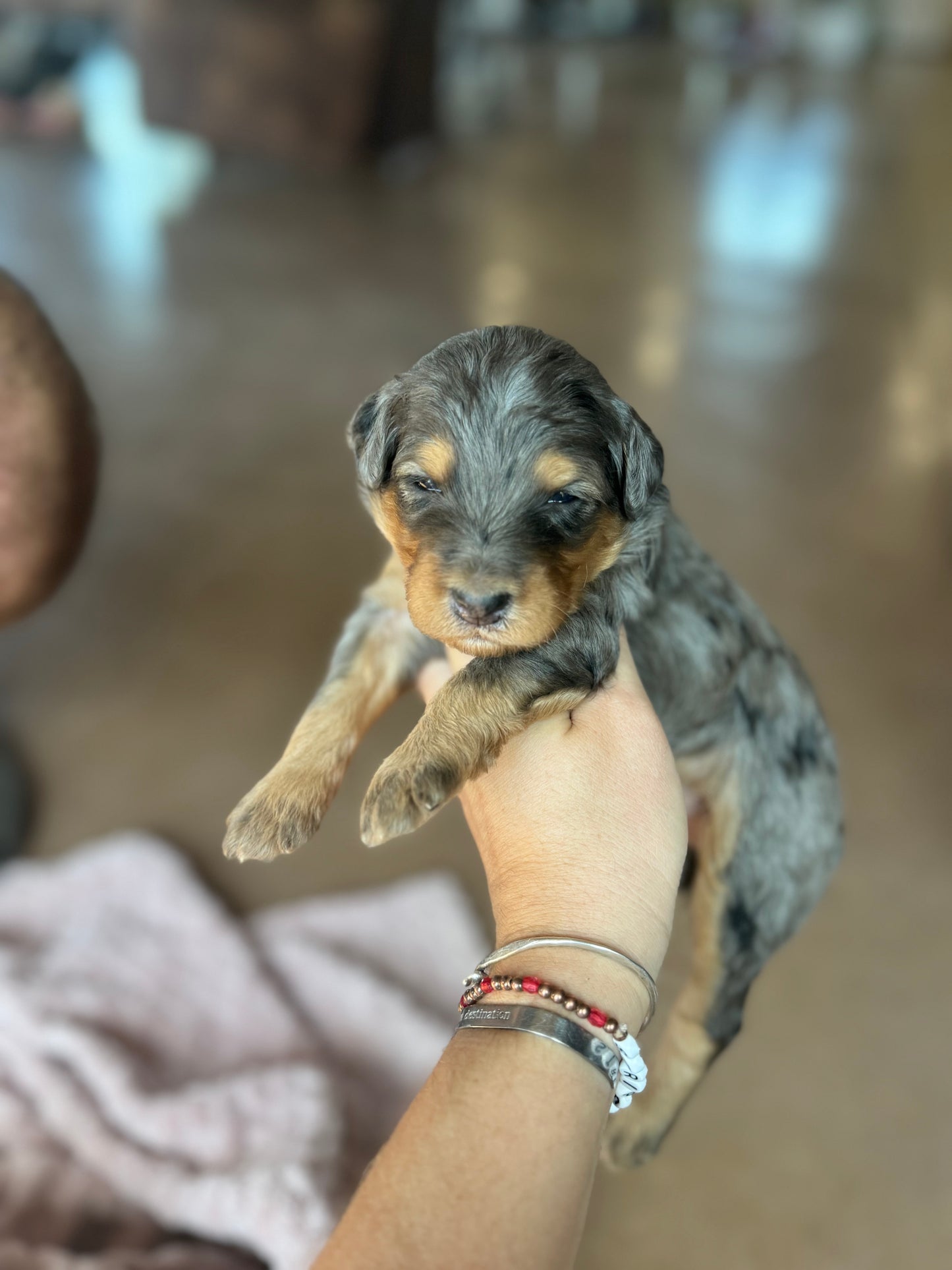 F1B Mini Bernedoodle (female) "Pumpkin pie ”