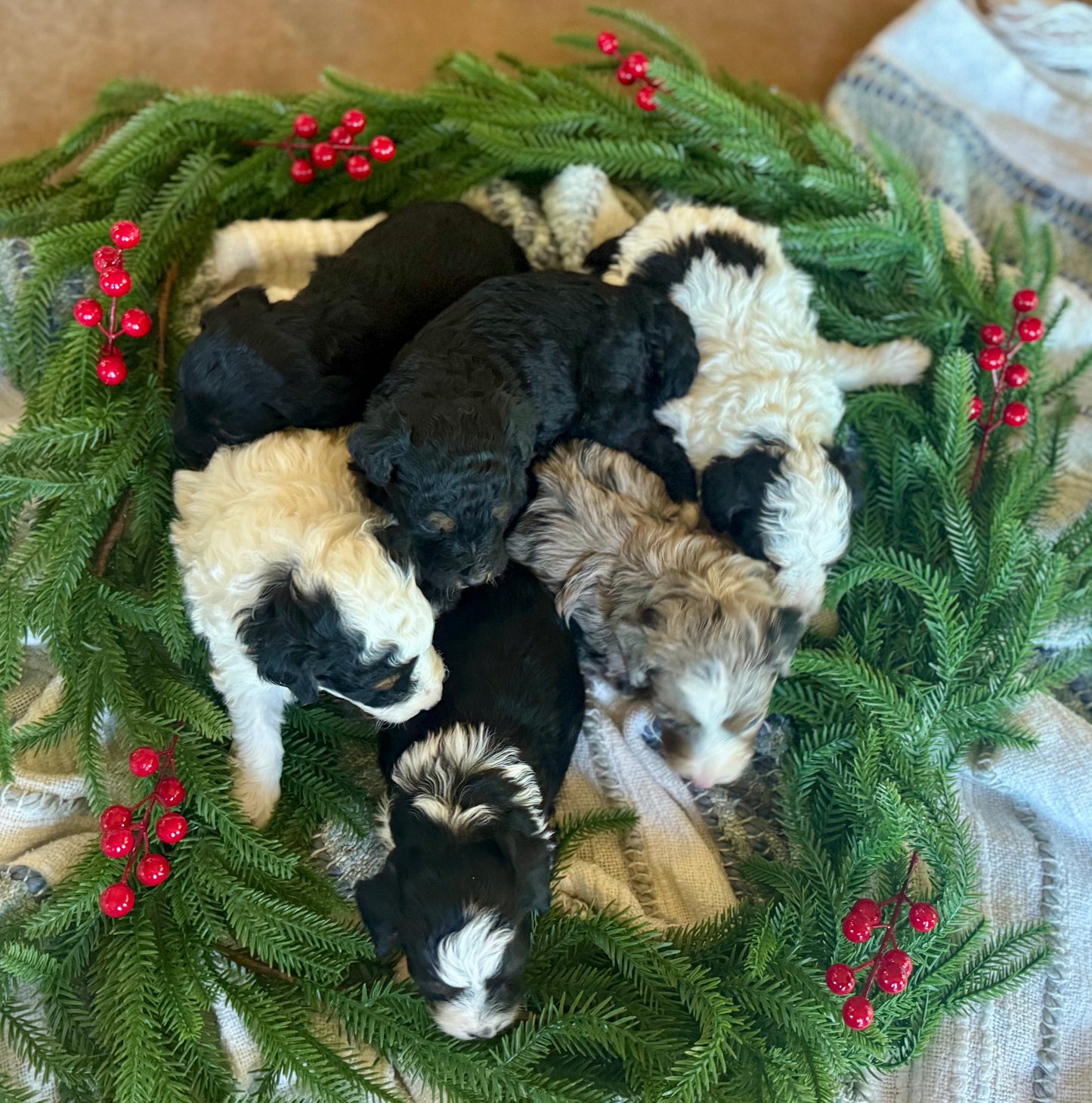 F1B Micro/Mini Bernedoodle (female) "Kate”