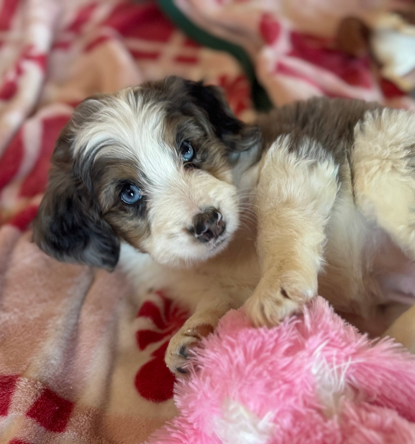 F1B Mini Bernedoodle (female) "Princess Atta”