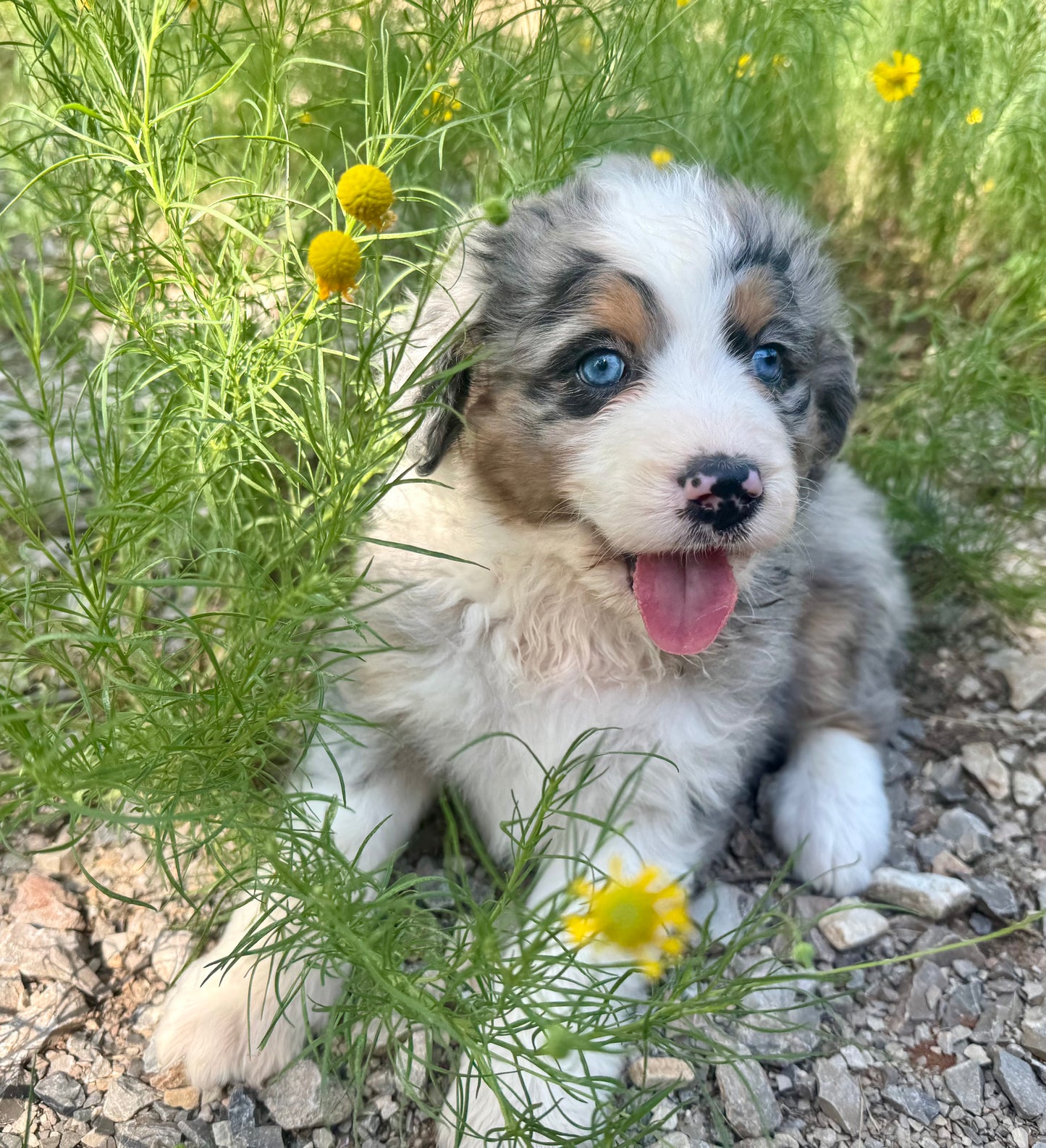 F1 Standard Bernedoodle (female) "Pooh Bear"