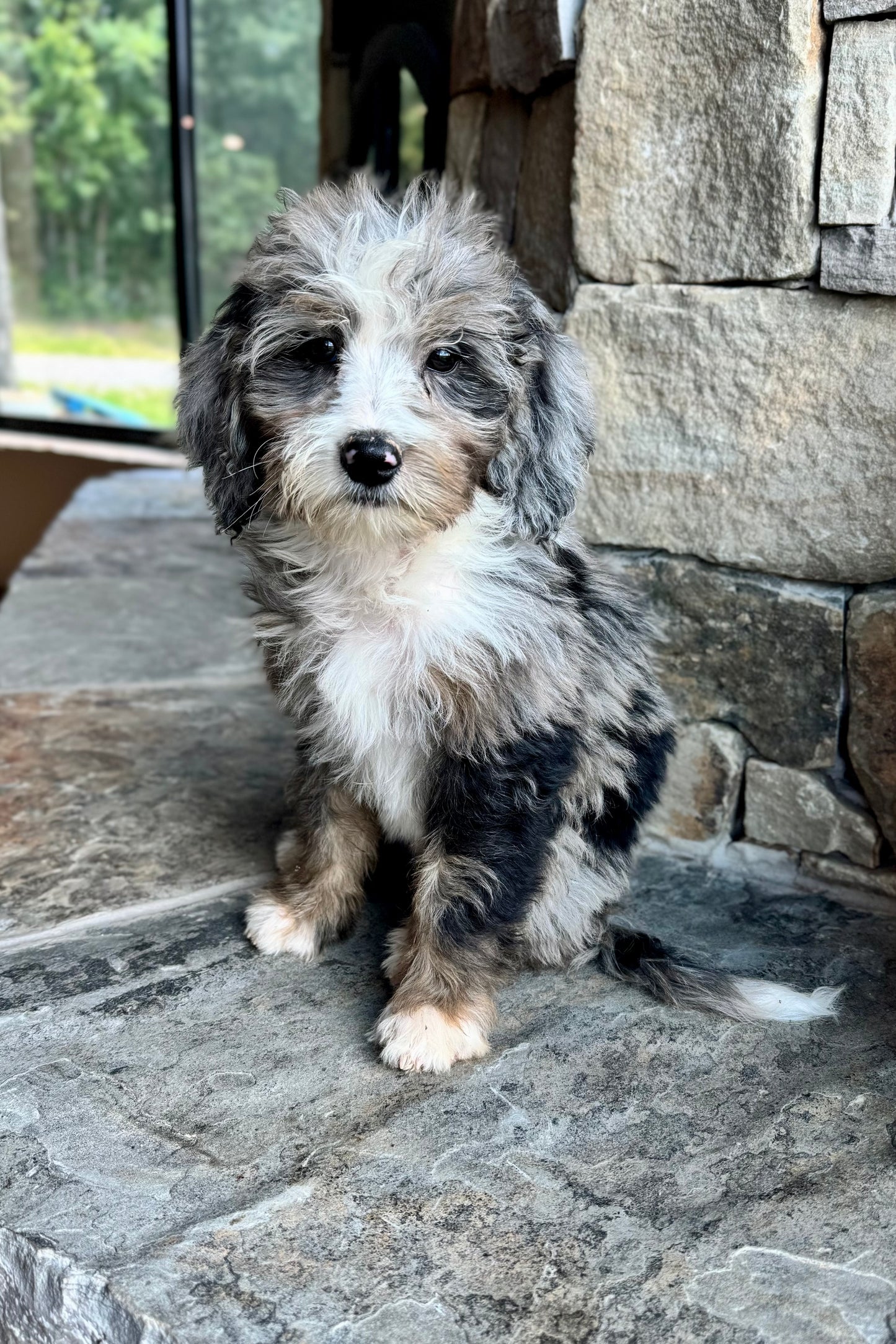 F1B Mini/ Medium Bernedoodle (female) “Rc Cola”