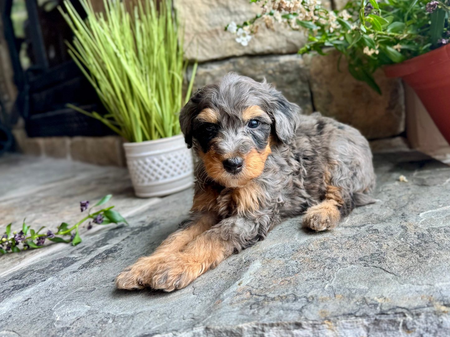 F1B mini Bernedoodle (male) “ Sleepy”
