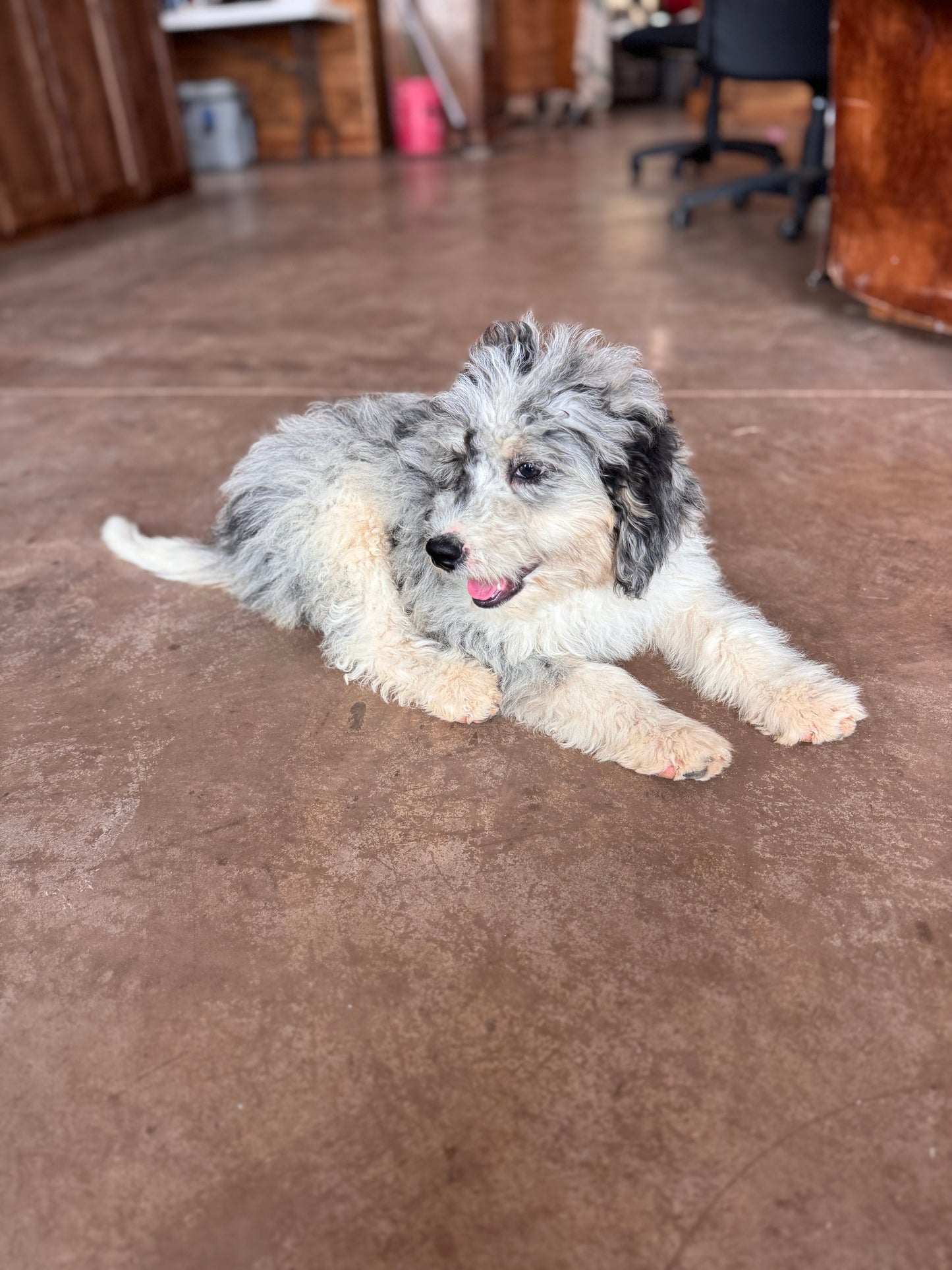 F1B Mini Bernedoodle (female) “Vivian”