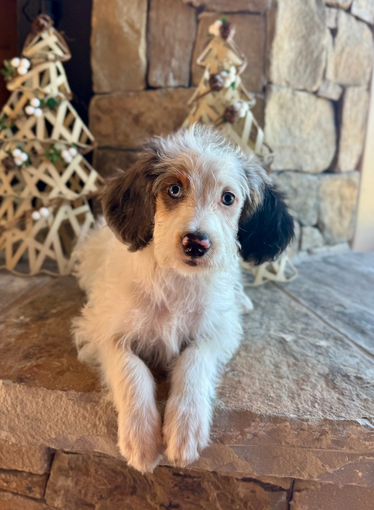 F1B Micro/Mini Bernedoodle (female) “Bertie”