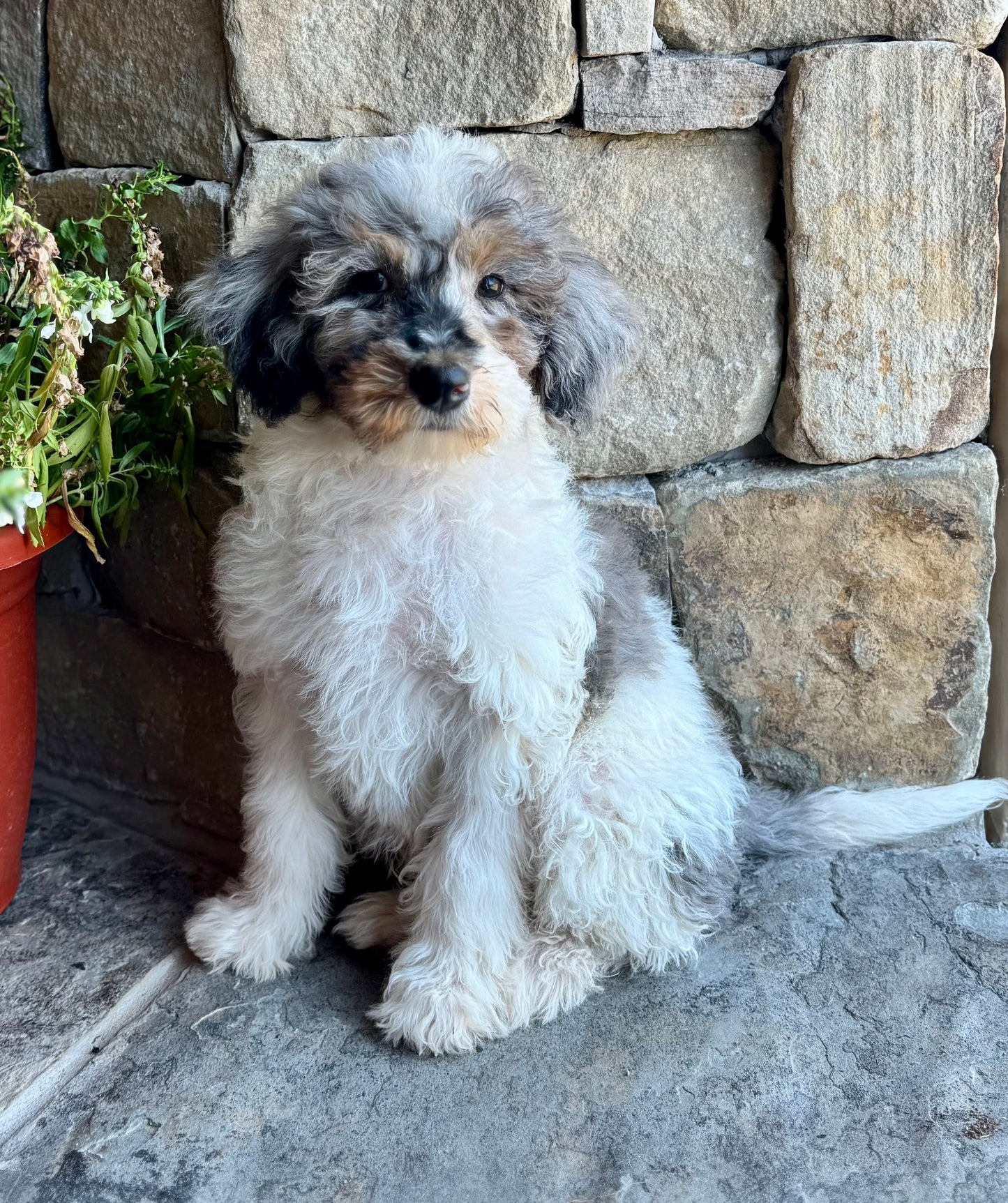 F1B mini Bernedoodle (male) “ Bashful”