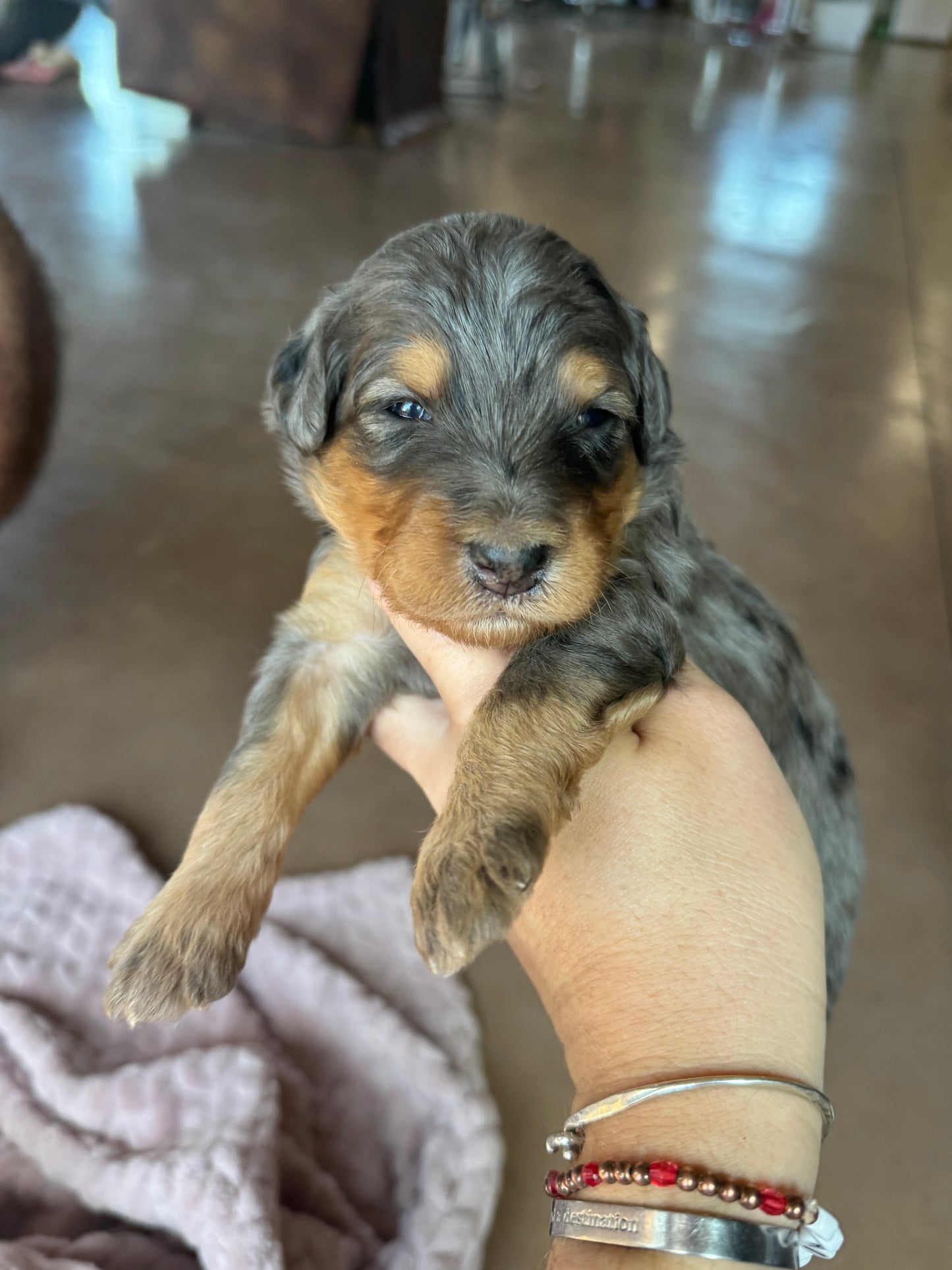 F1B Mini Bernedoodle (female) "Pumpkin pie ”