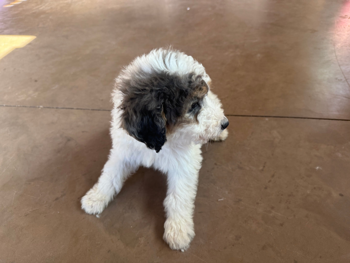 F1B Mini Bernedoodle (male) "Hopper”