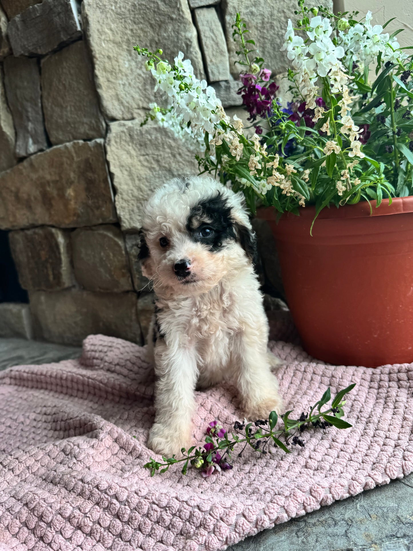 F1B Mini/Medium Bernedoodle (male) “Mountain Dew”