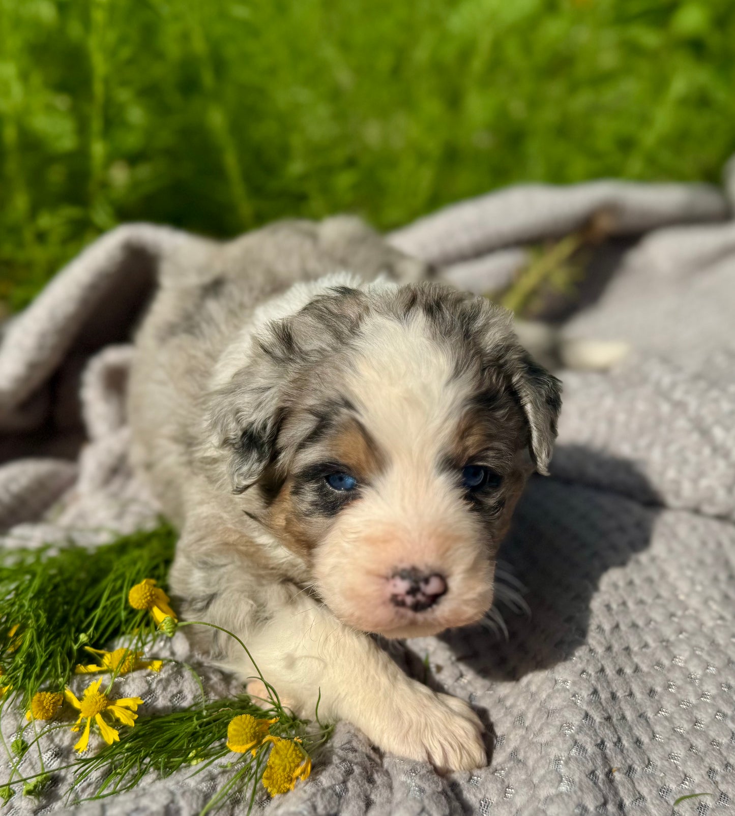 F1 Standard Bernedoodle (female) "Pooh Bear"