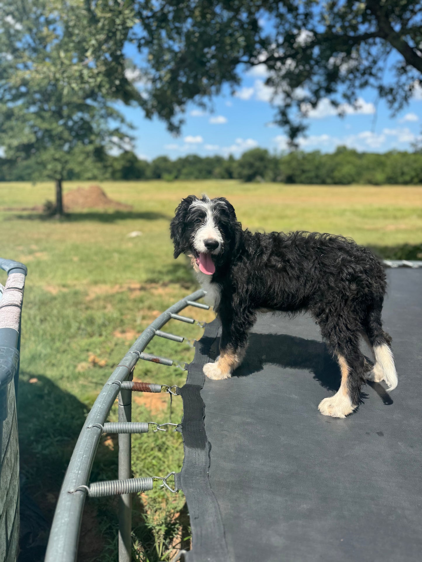 F1 Standard Bernedoodle (male) "Smoke Bomb"