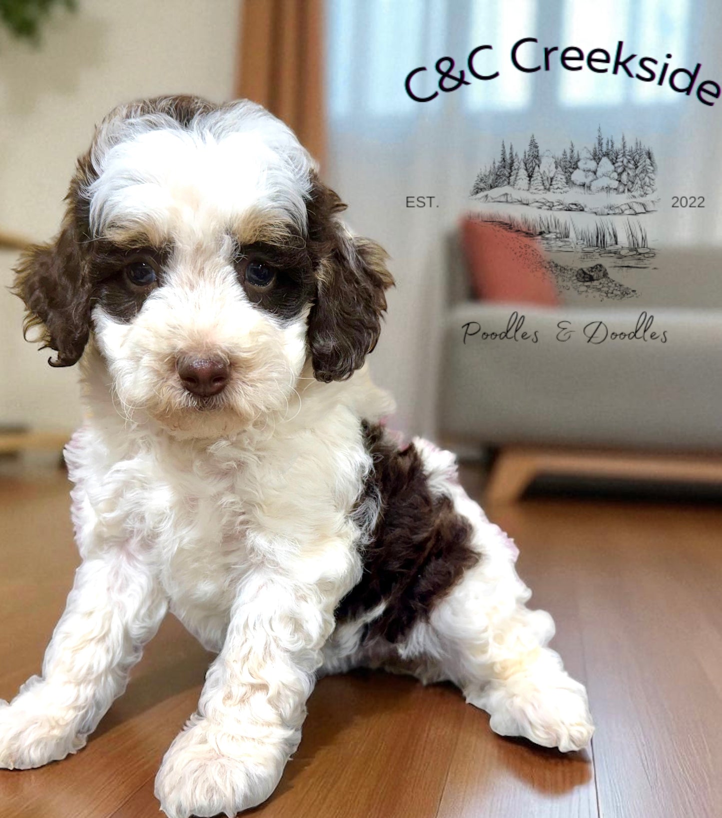 F1bb Micro/Mini Bernedoodle (female) "Cherry Pecan"