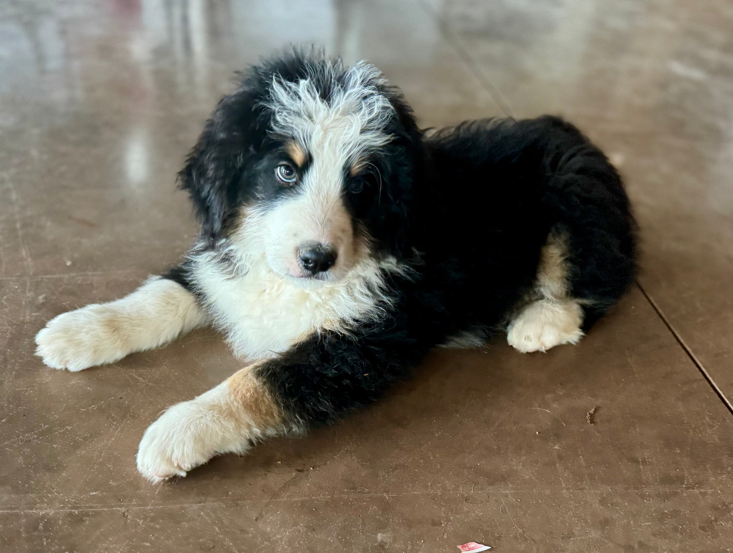 F1 Standard Bernedoodle (male) "Eeyore"