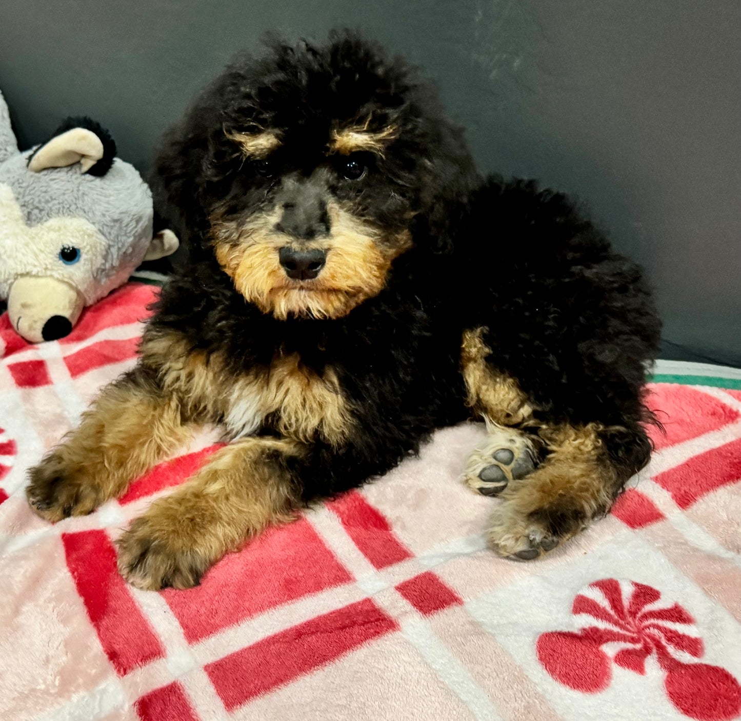 F1B Micro Bernedoodle (male) “Turkey”