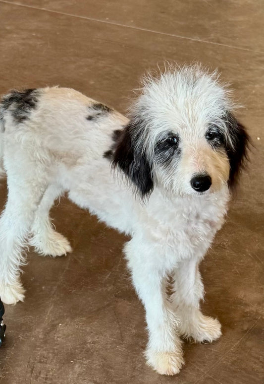 F1B Mini Bernedoodle (female) "Pleakley”