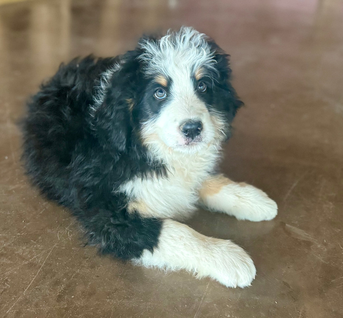 F1 Standard Bernedoodle (male) "Eeyore"