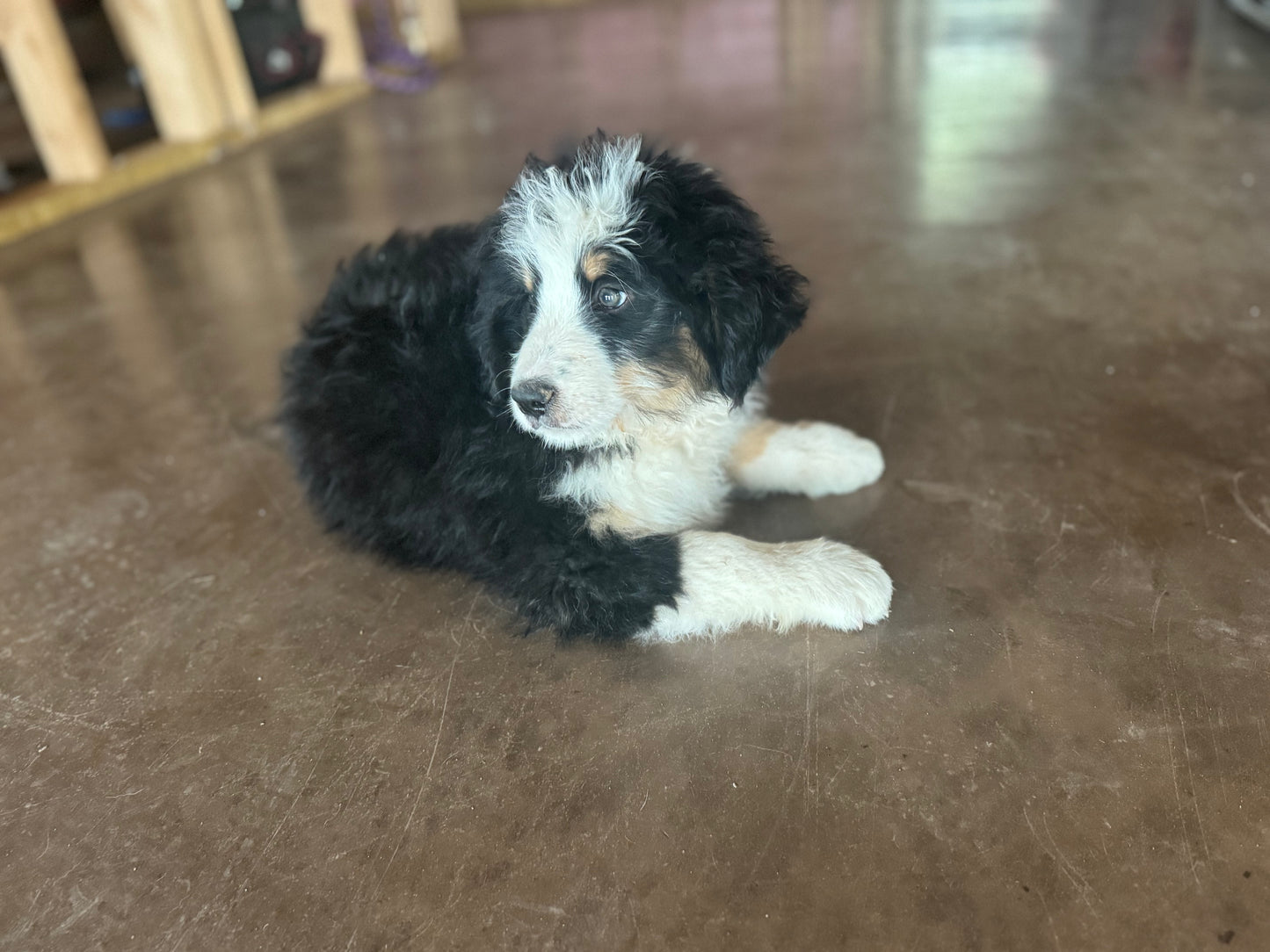 F1 Standard Bernedoodle (male) "Eeyore"