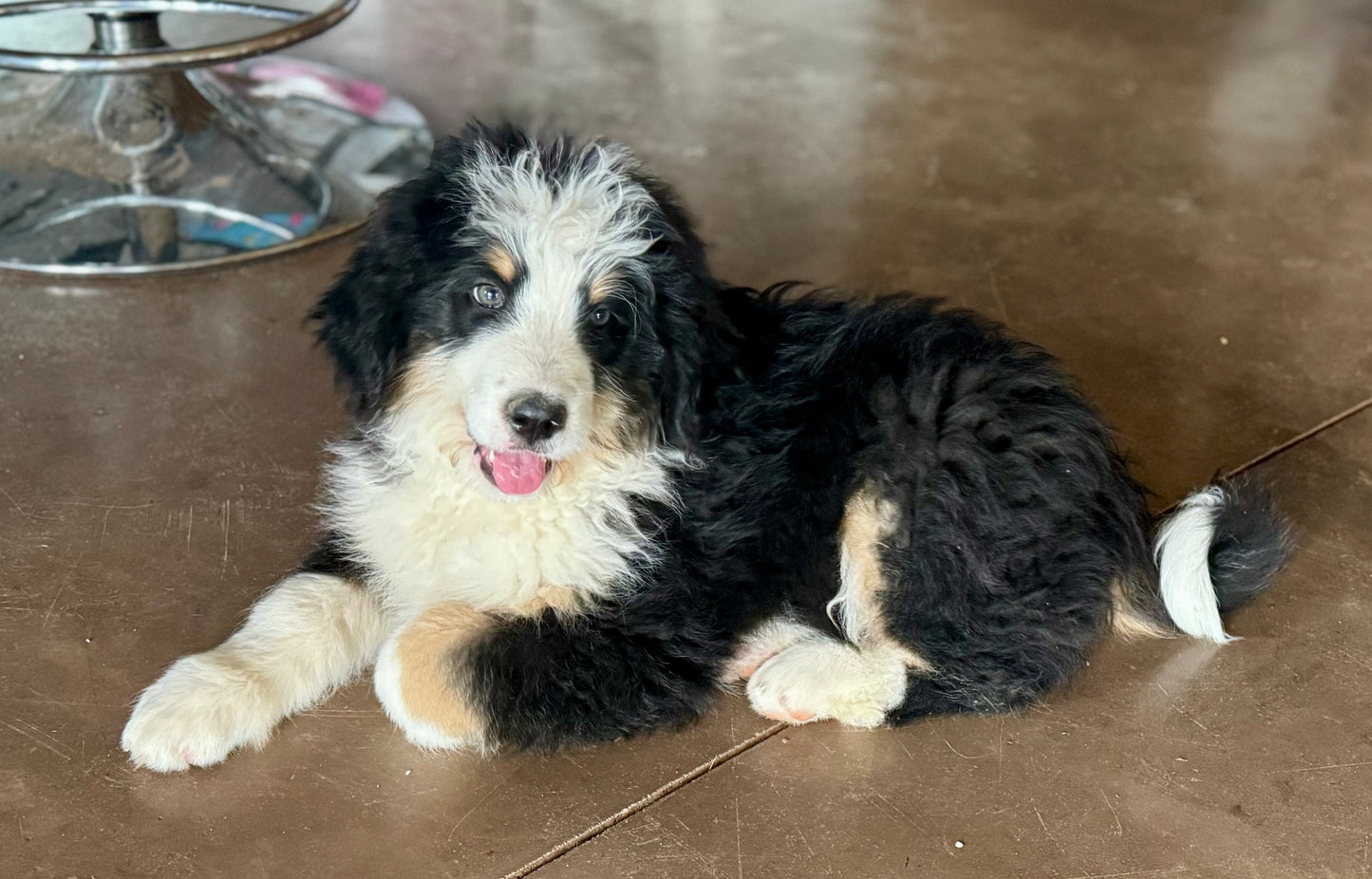 F1 Standard Bernedoodle (male) "Eeyore"