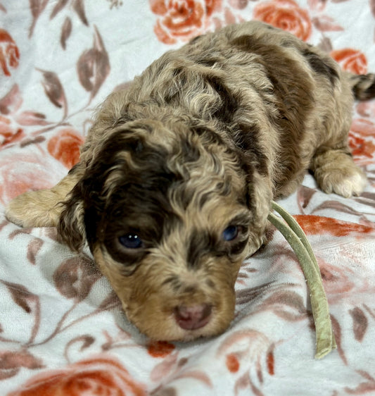 Mini Bernedoodles: Petite Pups, Big Personalities