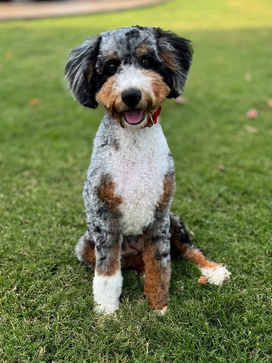 The Ultimate Guide to Bernedoodles: Adorable, Intelligent, and Loving Companions