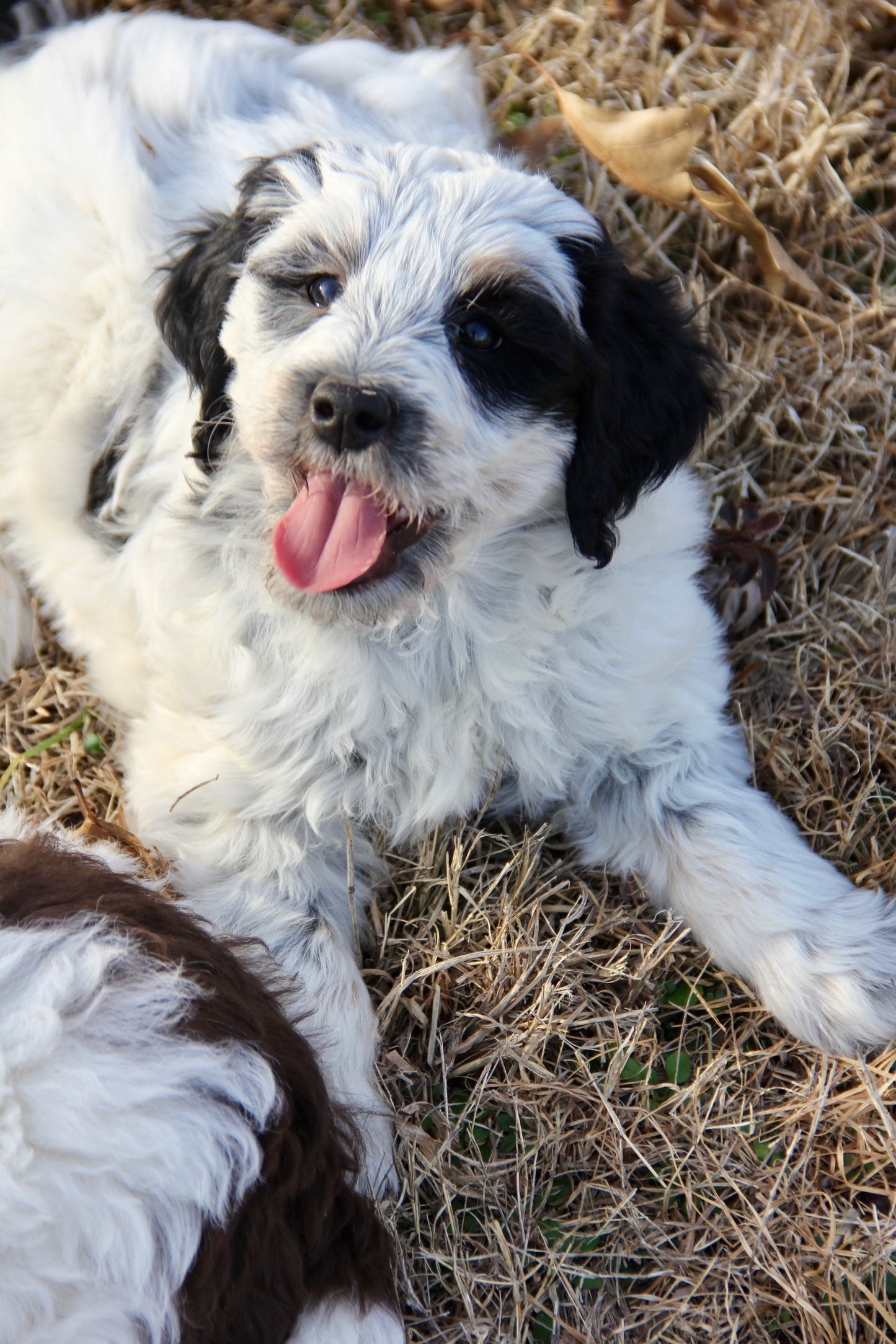 F1bb Micro/Mini Bernedoodle (female) "Jordyn"