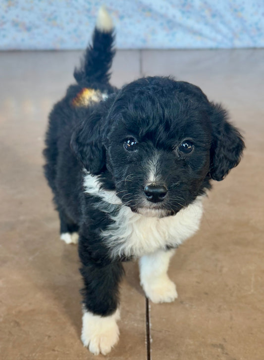 F1B Mini/Medium Bernedoodle (male) "Tom”