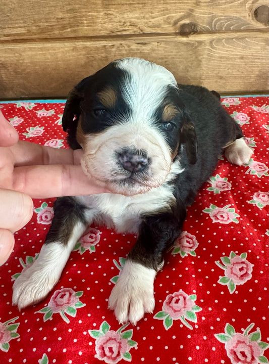 F1 Standard Bernedoodle (male) “Ace”