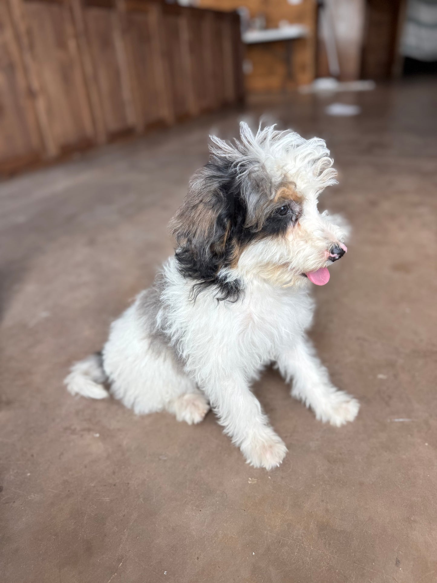 F1B mini Bernedoodle (male) “ Doc”